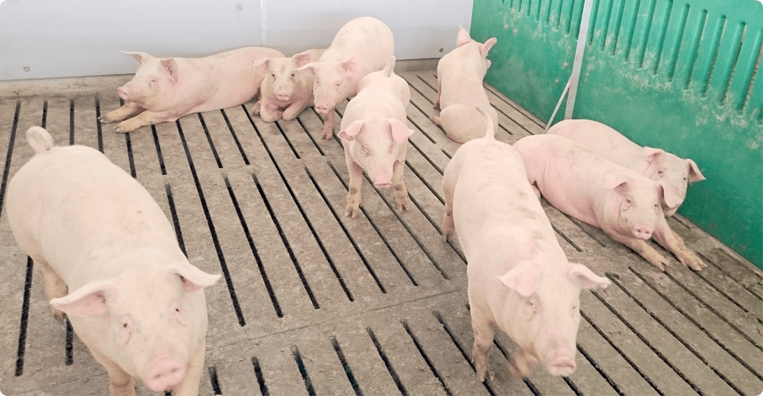 至福の味わい豚、190日間じっくり時間をかけて大切に育てた、誰もが笑顔で食せる、安全で高品質な豚肉です。